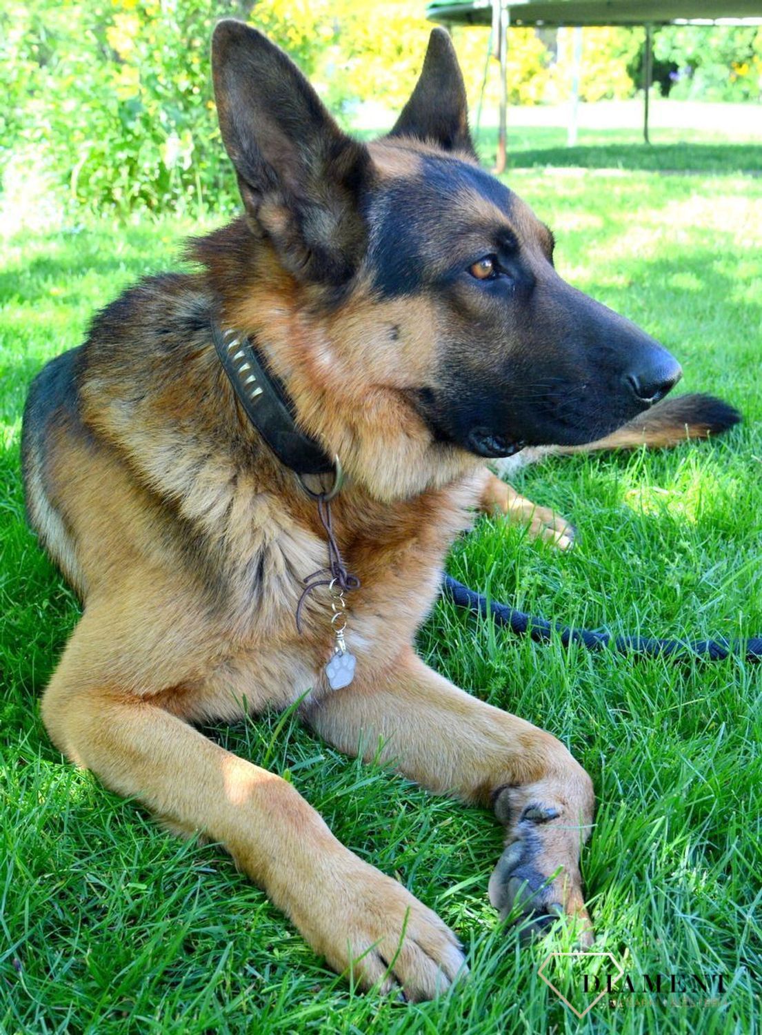 Blaszka dla pupila łapka psa 2,5 cm z miejscem na grawer Łapka psa silver M.  Blaszka w formie adresówki, identyfikatora dla psa. Blaszka z miejscem na grawer. Na adresówce możemy wygrawerować np. imię psa i nr telefonu do wła.jpg